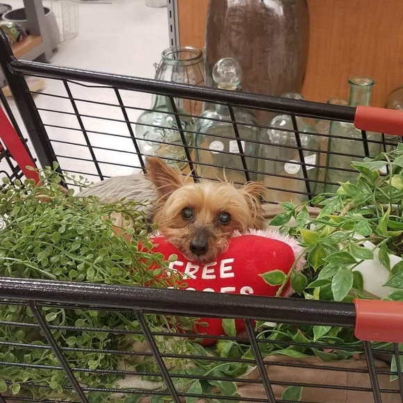 My yorkie has passed my heart is broken ๐ But Above My New Puppy A Fab Gift - Picture 9 of 14